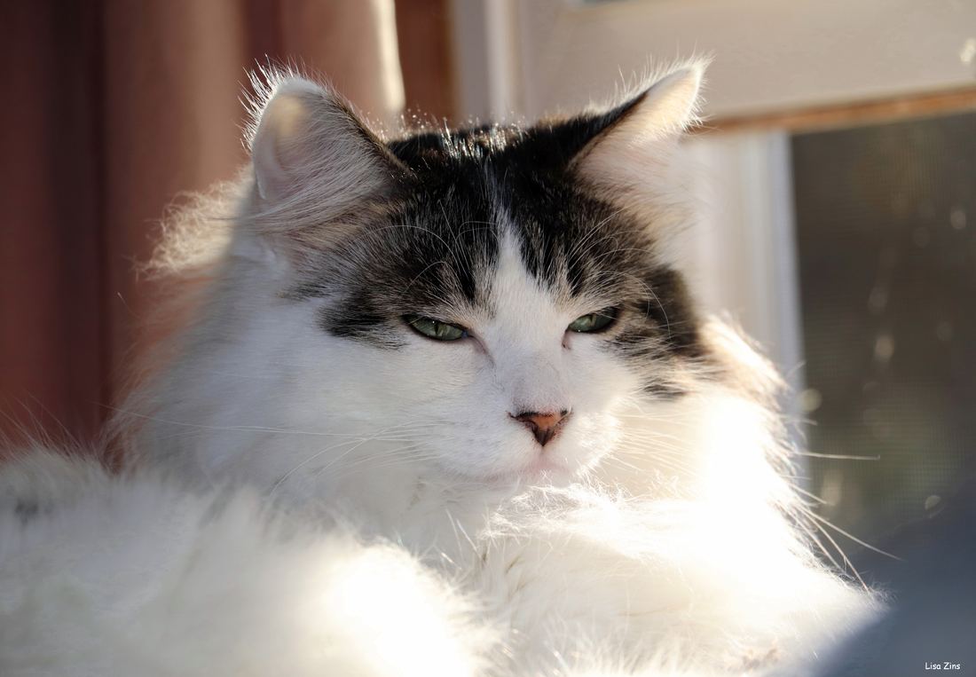 A fluffy brown and white cat relaxing by a sunny window