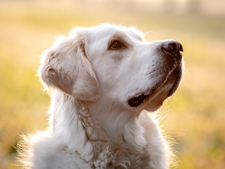 A cream Golden Retriever looking up in warm golden light