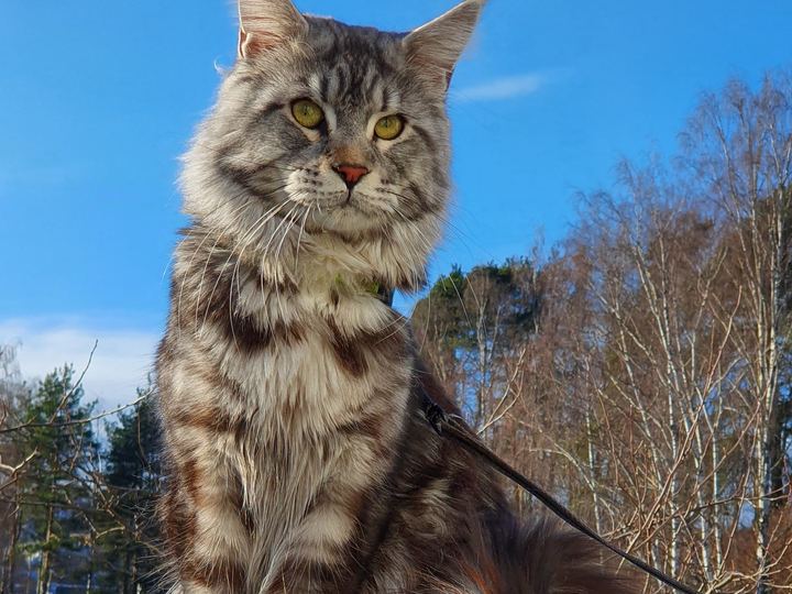A large brown tabby Maine Coon sitting outdoors on a harness under a blue sky