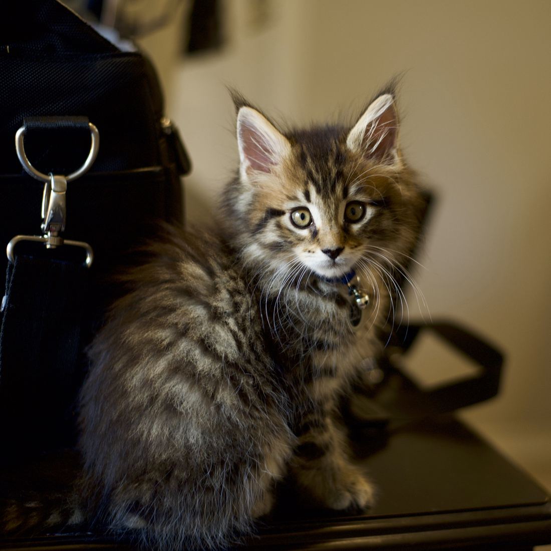 A tabby Maine Coon kitten with tufted ears sitting on a table