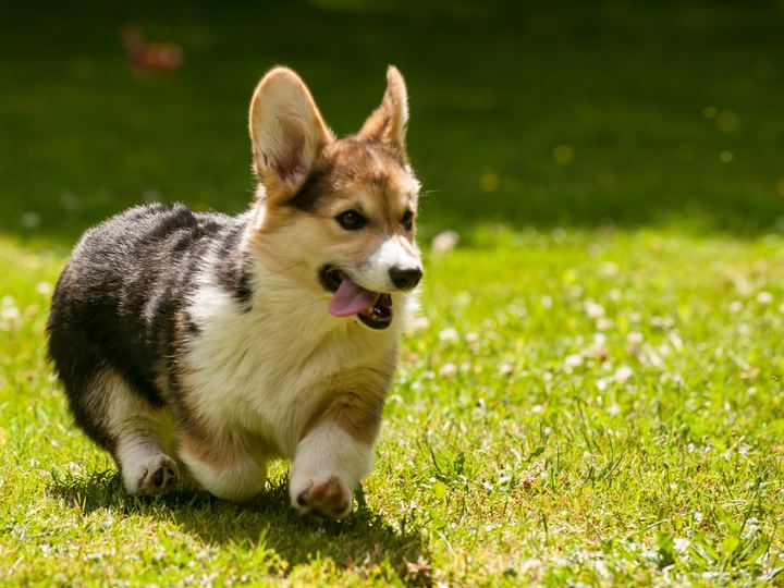 A tricolour Pembroke Welsh Corgi trotting happily across sunny grass