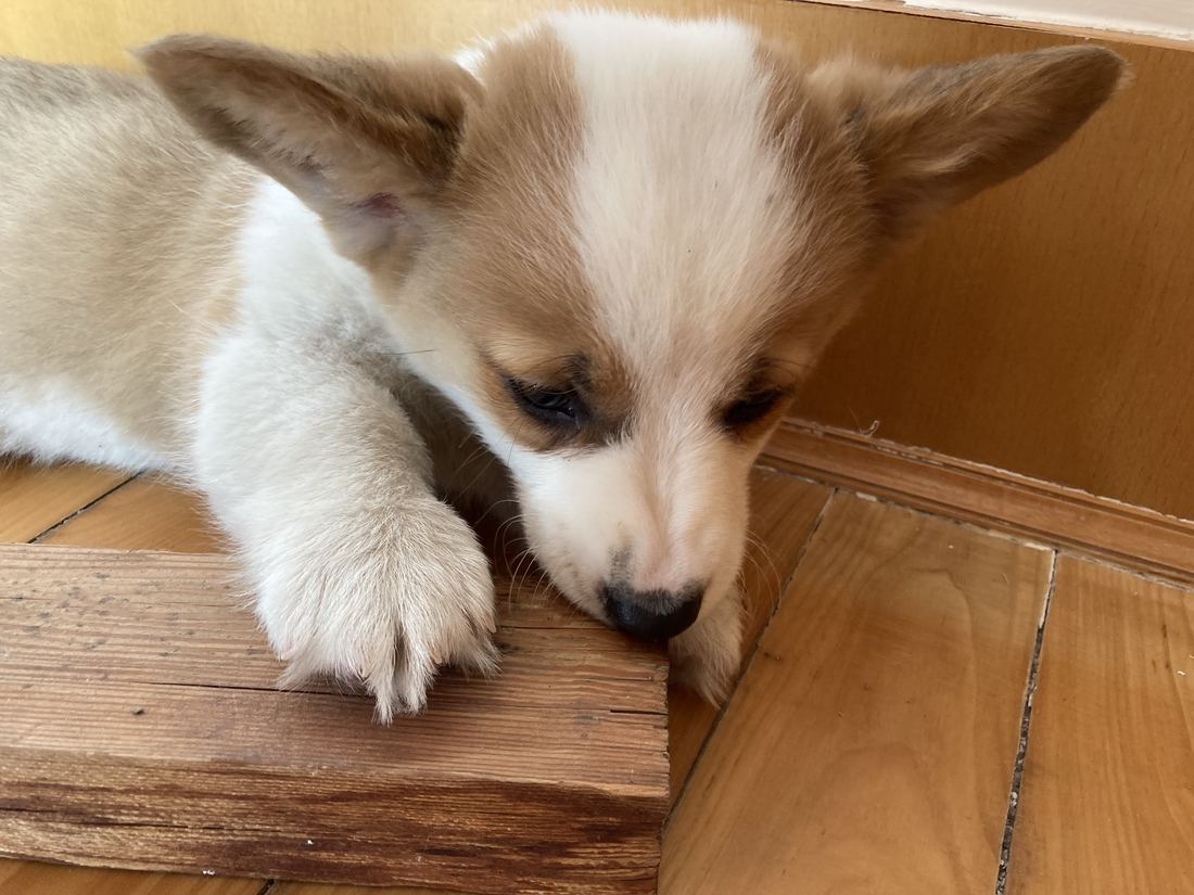 A sleepy red and white Corgi puppy resting its chin on a wooden box