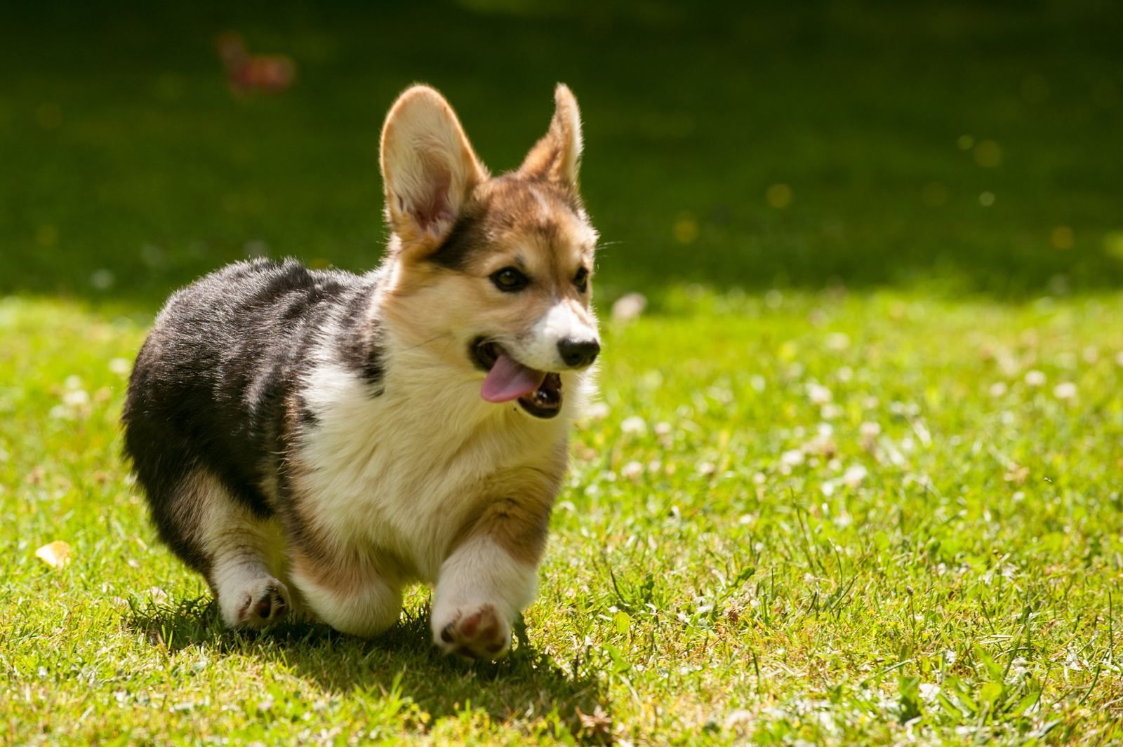 A tricolour Pembroke Welsh Corgi trotting happily across sunny grass