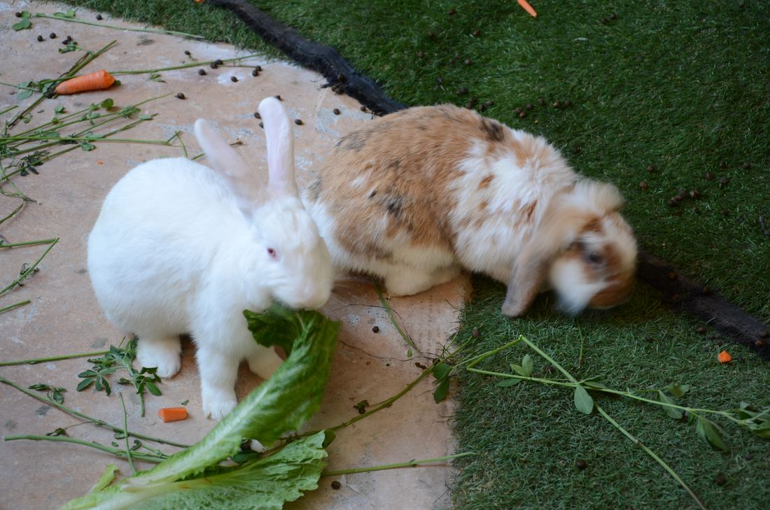 Two pet rabbits sharing fresh leafy greens