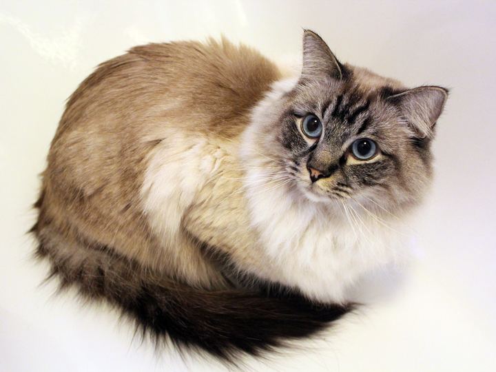 A seal tabby colourpoint Ragdoll cat with blue eyes lying on a white background