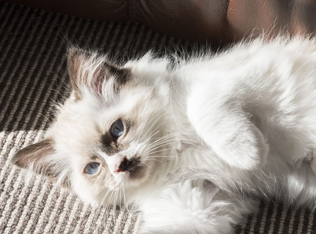 A fluffy white Ragdoll kitten with blue eyes stretched out on a rug