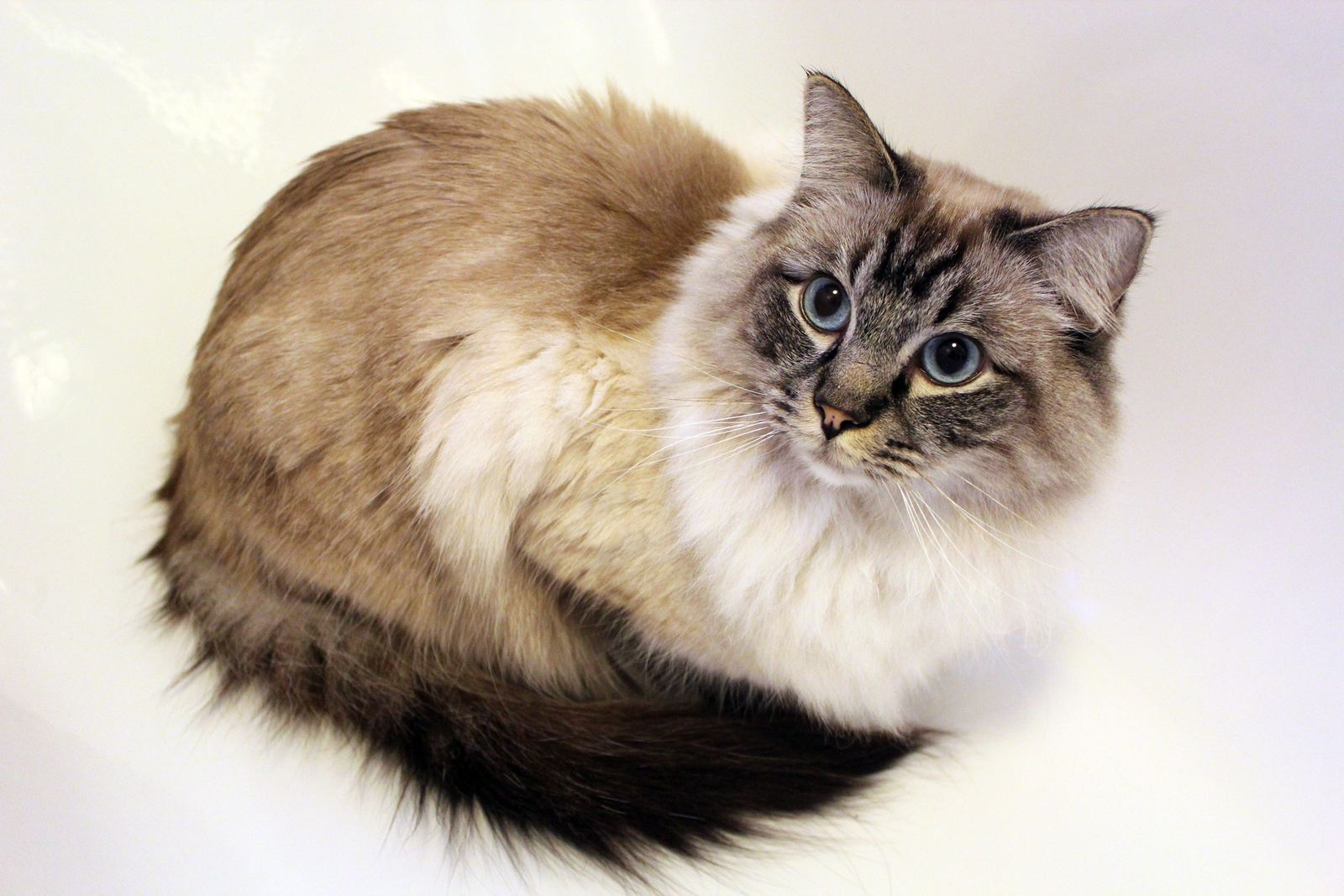 A seal tabby colourpoint Ragdoll cat with blue eyes lying on a white background