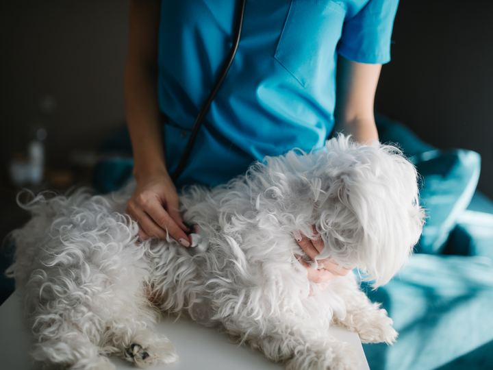 A veterinarian listening to a small white dog's heart with a stethoscope